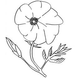 Dibujo para colorear: Amapola (Naturaleza y Estaciones) #182361 - Dibujos para Colorear e Imprimir Gratis