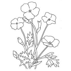 Dibujo para colorear: Amapola (Naturaleza y Estaciones) #182363 - Dibujos para Colorear e Imprimir Gratis