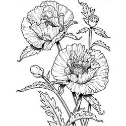 Dibujo para colorear: Amapola (Naturaleza y Estaciones) #182364 - Dibujos para Colorear e Imprimir Gratis