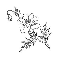 Dibujo para colorear: Amapola (Naturaleza y Estaciones) #182366 - Dibujos para Colorear e Imprimir Gratis