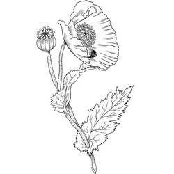 Dibujo para colorear: Amapola (Naturaleza y Estaciones) #182367 - Dibujos para Colorear e Imprimir Gratis