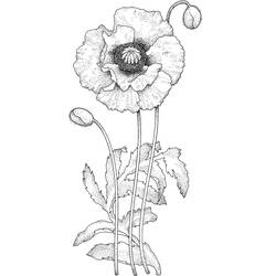 Dibujo para colorear: Amapola (Naturaleza y Estaciones) #182369 - Dibujos para Colorear e Imprimir Gratis