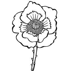 Dibujo para colorear: Amapola (Naturaleza y Estaciones) #182371 - Dibujos para Colorear e Imprimir Gratis