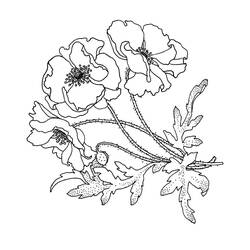 Dibujo para colorear: Amapola (Naturaleza y Estaciones) #182373 - Dibujos para Colorear e Imprimir Gratis