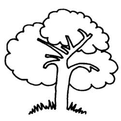 Dibujo para colorear: Árbol (Naturaleza y Estaciones) #154672 - Dibujos para Colorear e Imprimir Gratis