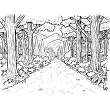 Dibujos para colorear: Bosque - Dibujos para Colorear e Imprimir Gratis