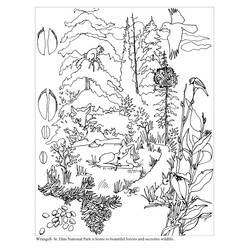 Dibujo para colorear: Bosque (Naturaleza y Estaciones) #157007 - Dibujos para Colorear e Imprimir Gratis