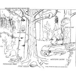 Dibujo para colorear: Bosque (Naturaleza y Estaciones) #157021 - Dibujos para Colorear e Imprimir Gratis