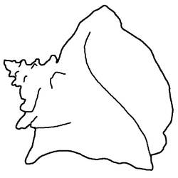 Dibujo para colorear: Concha (Naturaleza y Estaciones) #163175 - Dibujos para Colorear e Imprimir Gratis