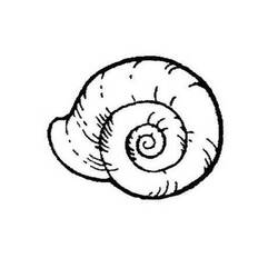 Dibujo para colorear: Concha (Naturaleza y Estaciones) #163234 - Dibujos para Colorear e Imprimir Gratis