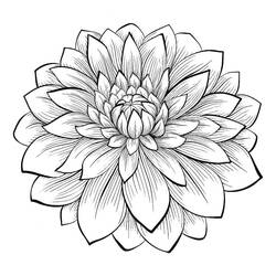 Dibujo para colorear: Dalia (Naturaleza y Estaciones) #176506 - Dibujos para Colorear e Imprimir Gratis