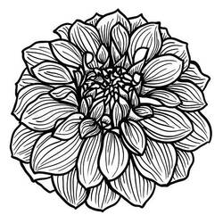Dibujo para colorear: Dalia (Naturaleza y Estaciones) #176507 - Dibujos para Colorear e Imprimir Gratis