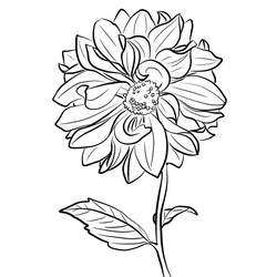 Dibujo para colorear: Dalia (Naturaleza y Estaciones) #176510 - Dibujos para Colorear e Imprimir Gratis