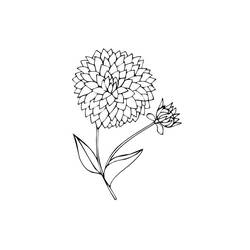 Dibujo para colorear: Dalia (Naturaleza y Estaciones) #176514 - Dibujos para Colorear e Imprimir Gratis