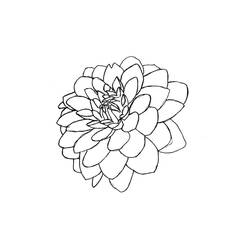 Dibujo para colorear: Dalia (Naturaleza y Estaciones) #176515 - Dibujos para Colorear e Imprimir Gratis