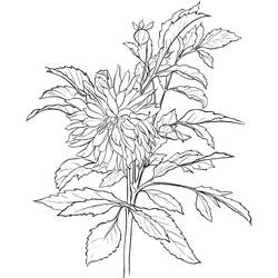 Dibujo para colorear: Dalia (Naturaleza y Estaciones) #176516 - Dibujos para Colorear e Imprimir Gratis