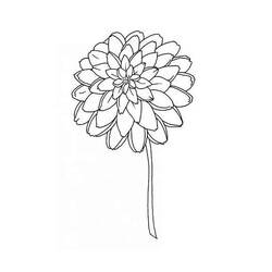 Dibujo para colorear: Dalia (Naturaleza y Estaciones) #176518 - Dibujos para Colorear e Imprimir Gratis