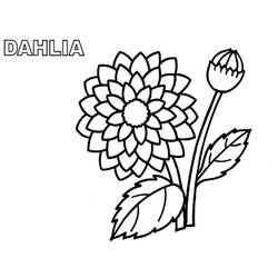Dibujo para colorear: Dalia (Naturaleza y Estaciones) #176519 - Dibujos para Colorear e Imprimir Gratis
