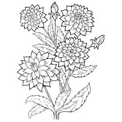 Dibujo para colorear: Dalia (Naturaleza y Estaciones) #176520 - Dibujos para Colorear e Imprimir Gratis