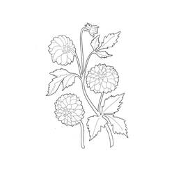 Dibujo para colorear: Dalia (Naturaleza y Estaciones) #176521 - Dibujos para Colorear e Imprimir Gratis