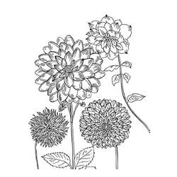 Dibujo para colorear: Dalia (Naturaleza y Estaciones) #176522 - Dibujos para Colorear e Imprimir Gratis