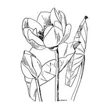 Dibujo Flores (Naturaleza y Estaciones) #155055 para imprimir y colorear