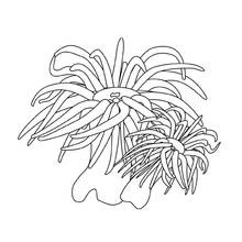Dibujo para colorear: Fondo Marino (Naturaleza y Estaciones) #160113 - Dibujos para Colorear e Imprimir Gratis