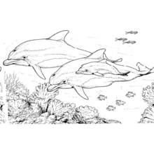 Dibujo para colorear: Fondo Marino (Naturaleza y Estaciones) #160116 - Dibujos para Colorear e Imprimir Gratis