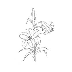Dibujo para colorear: Lirio (Naturaleza y Estaciones) #182384 - Dibujos para Colorear e Imprimir Gratis