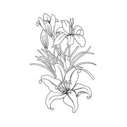 Dibujos para colorear: Lirio - Dibujos para Colorear e Imprimir Gratis