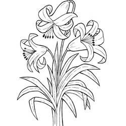 Dibujo para colorear: Lirio (Naturaleza y Estaciones) #182401 - Dibujos para Colorear e Imprimir Gratis