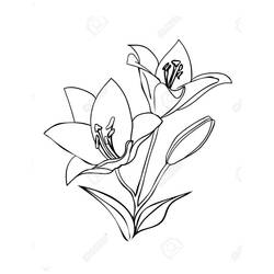 Dibujo para colorear: Lirio (Naturaleza y Estaciones) #182402 - Dibujos para Colorear e Imprimir Gratis