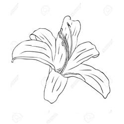 Dibujo para colorear: Lirio (Naturaleza y Estaciones) #182404 - Dibujos para Colorear e Imprimir Gratis