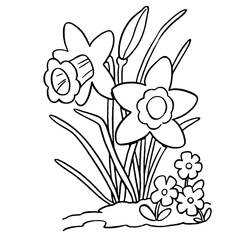 Dibujo para colorear: Narciso (Naturaleza y Estaciones) #189968 - Dibujos para Colorear e Imprimir Gratis