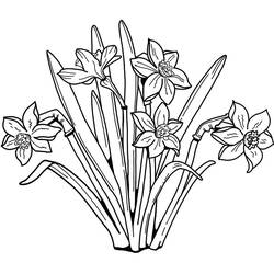 Dibujo para colorear: Narciso (Naturaleza y Estaciones) #189969 - Dibujos para Colorear e Imprimir Gratis