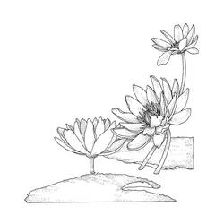 Dibujo nenúfar (Naturaleza y Estaciones) #221878 para imprimir y colorear