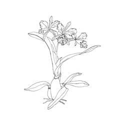 Dibujo para colorear: Orquídea (Naturaleza y Estaciones) #176363 - Dibujos para Colorear e Imprimir Gratis