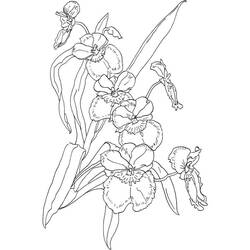 Dibujo para colorear: Orquídea (Naturaleza y Estaciones) #176383 - Dibujos para Colorear e Imprimir Gratis