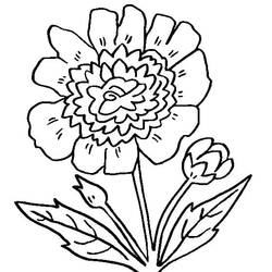 Dibujos para colorear: Peonía - Dibujos para Colorear e Imprimir Gratis