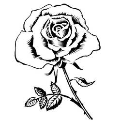 Dibujo para colorear: Rosas (Naturaleza y Estaciones) #161863 - Dibujos para Colorear e Imprimir Gratis