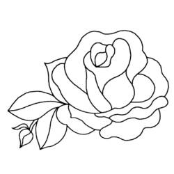 Dibujo para colorear: Rosas (Naturaleza y Estaciones) #161872 - Dibujos para Colorear e Imprimir Gratis