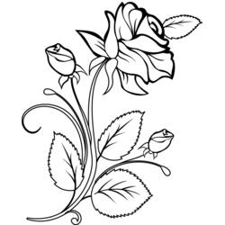 Dibujo para colorear: Rosas (Naturaleza y Estaciones) #161874 - Dibujos para Colorear e Imprimir Gratis