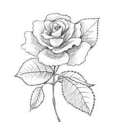 Dibujo para colorear: Rosas (Naturaleza y Estaciones) #161955 - Dibujos para Colorear e Imprimir Gratis