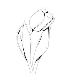 Dibujo para colorear: Tulipán (Naturaleza y Estaciones) #161615 - Dibujos para Colorear e Imprimir Gratis