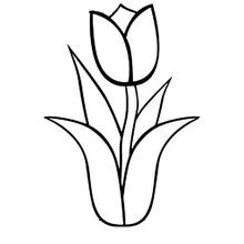 Dibujos para colorear: Tulipán - Dibujos para Colorear e Imprimir Gratis