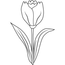 Dibujo para colorear: Tulipán (Naturaleza y Estaciones) #161706 - Dibujos para Colorear e Imprimir Gratis