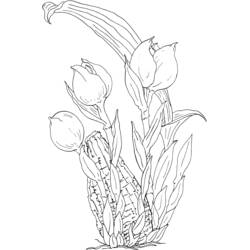 Dibujo para colorear: Tulipán (Naturaleza y Estaciones) #161737 - Dibujos para Colorear e Imprimir Gratis