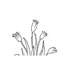 Dibujo Tulipán (Naturaleza y Estaciones) #161761 para imprimir y colorear