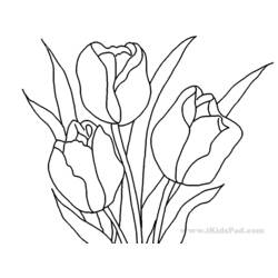 Dibujo para colorear: Tulipán (Naturaleza y Estaciones) #161768 - Dibujos para Colorear e Imprimir Gratis