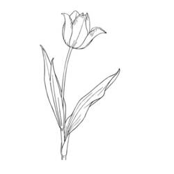 Dibujo para colorear: Tulipán (Naturaleza y Estaciones) #161787 - Dibujos para Colorear e Imprimir Gratis